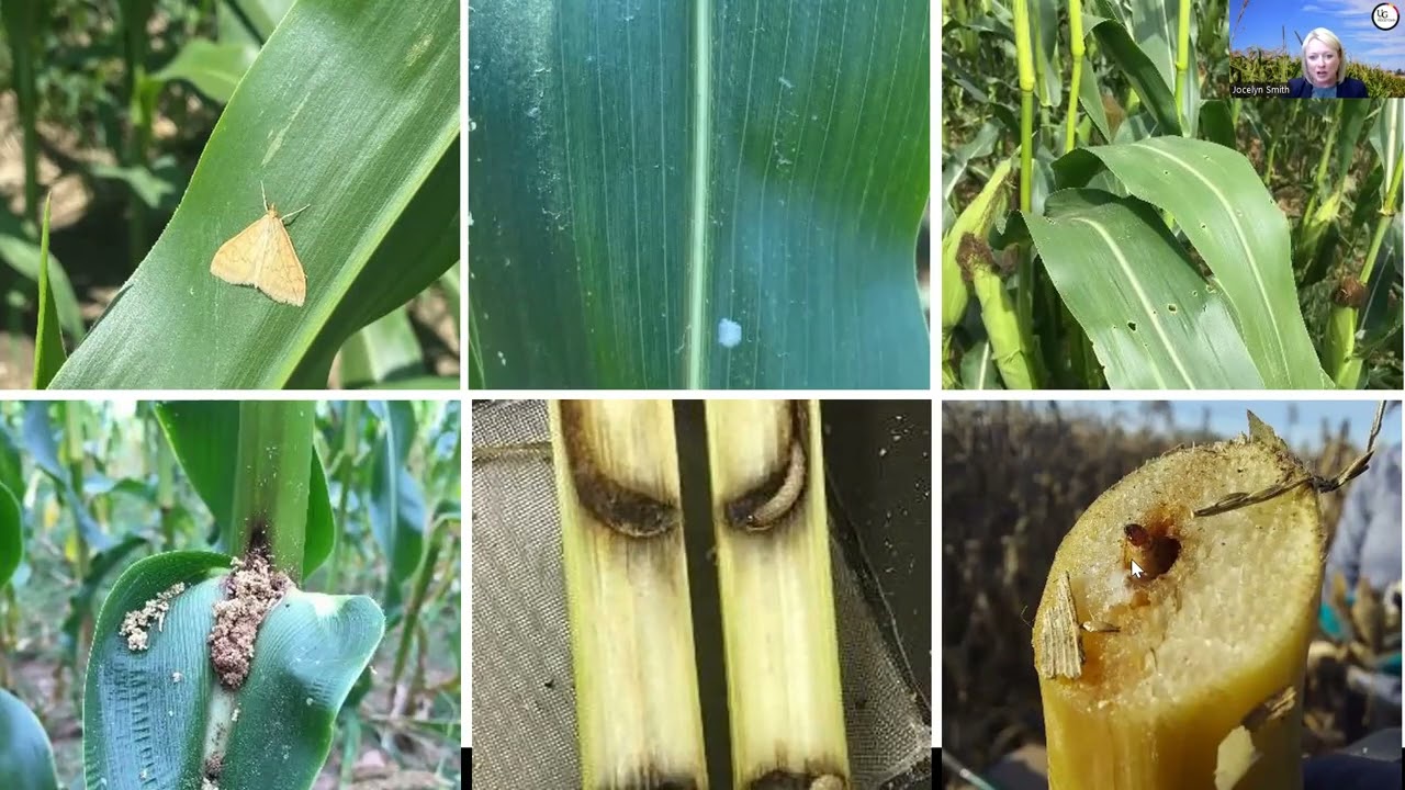 2025 Eastern Canada European Corn Borer Update