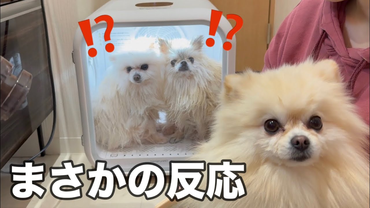 初めてDrybo proに入った３姉妹ポメラニアンの反応が意外すぎた