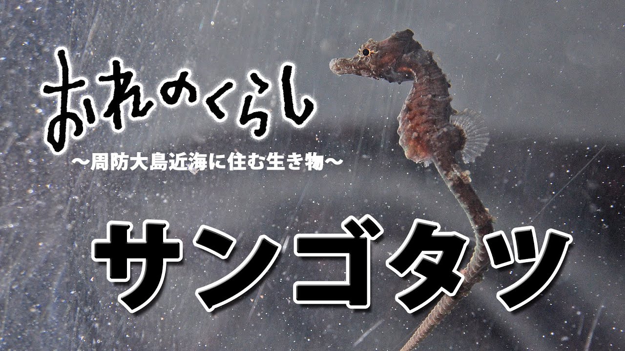 おれのくらし～周防大島近海に住むいきもの～第12回「サンゴタツ」