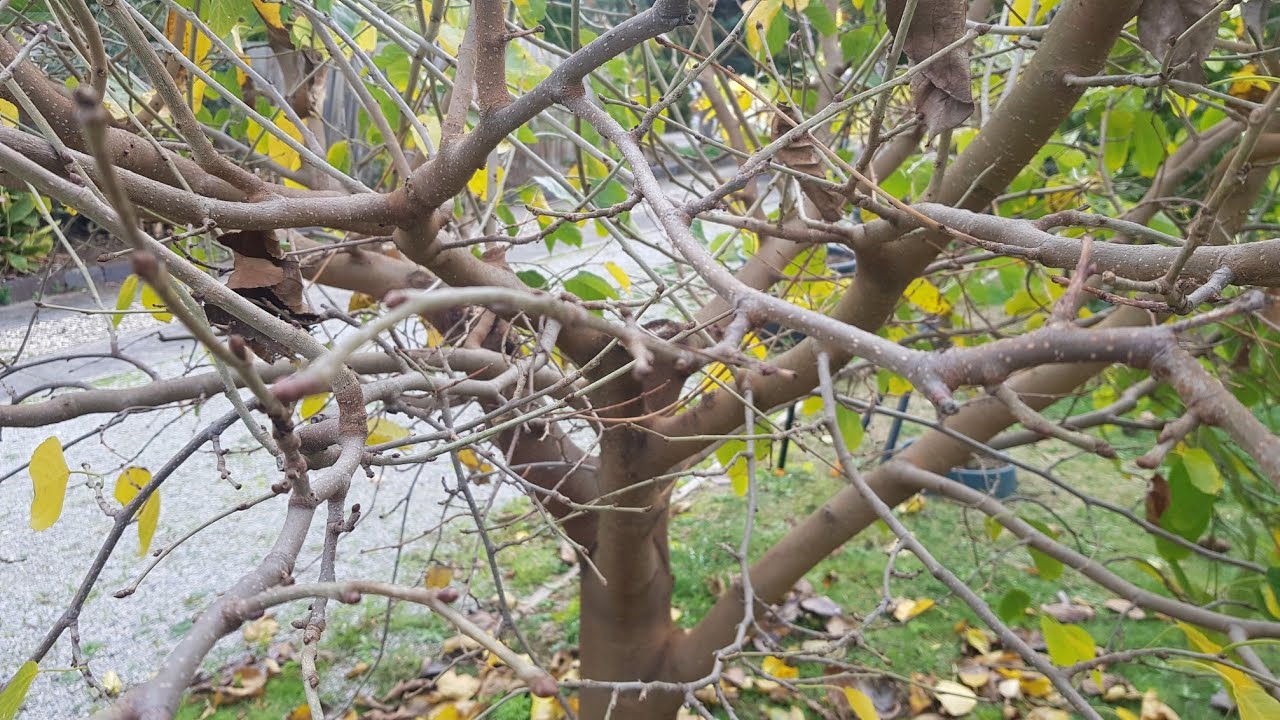 King Mulberry Tree Annual Pruning