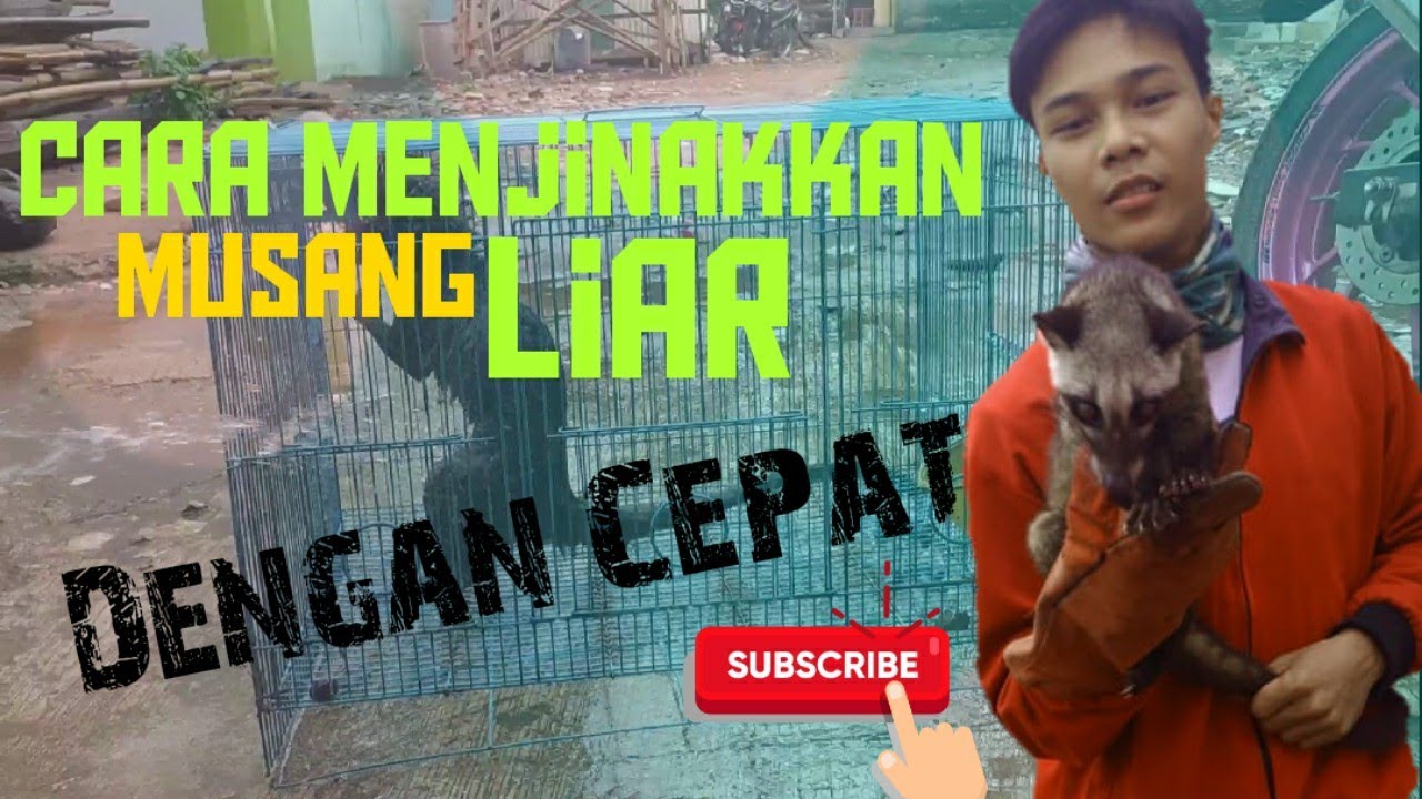 Cara Cepat Jinakin musang Liar! || Part 1|| Sampai Jitot