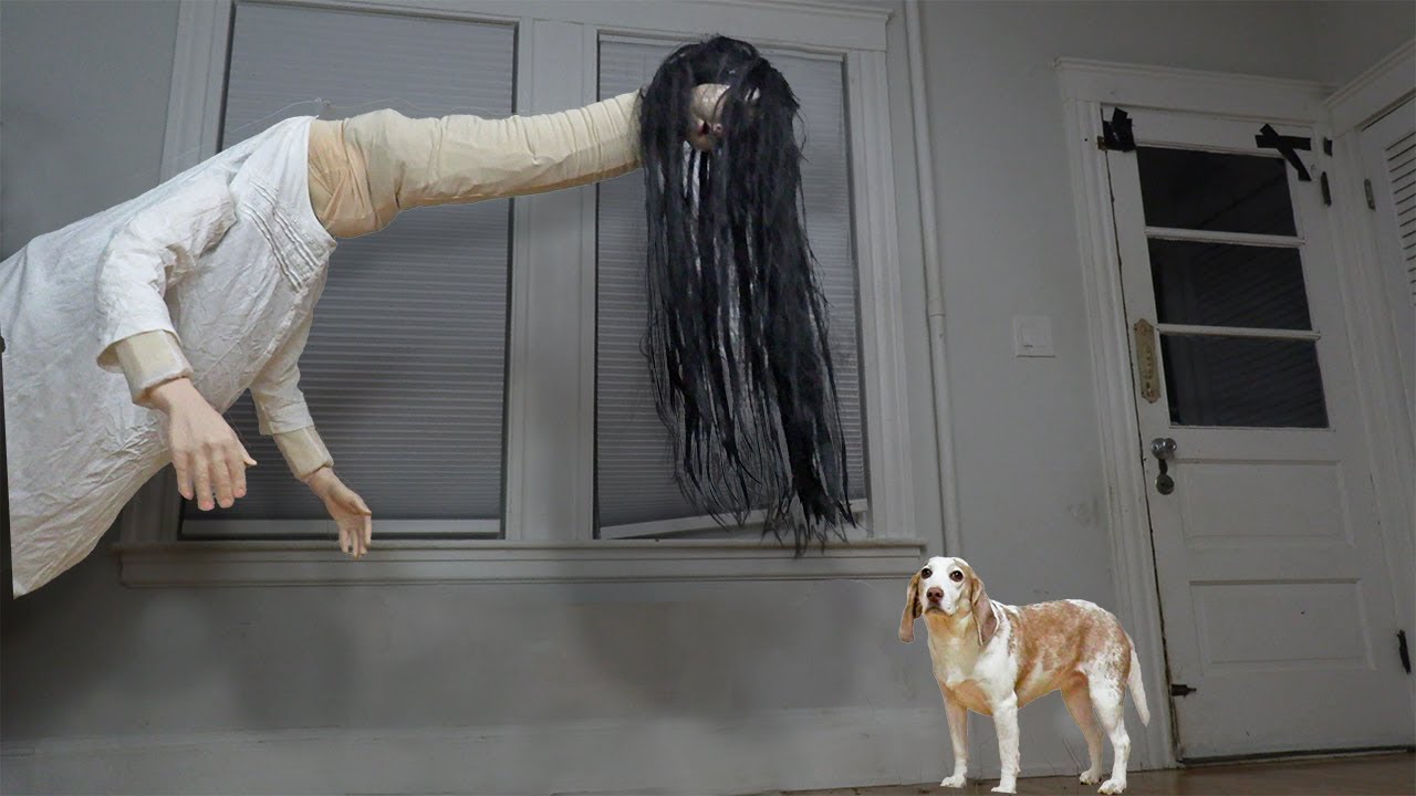 Dog vs Long Neck Ghost Woman