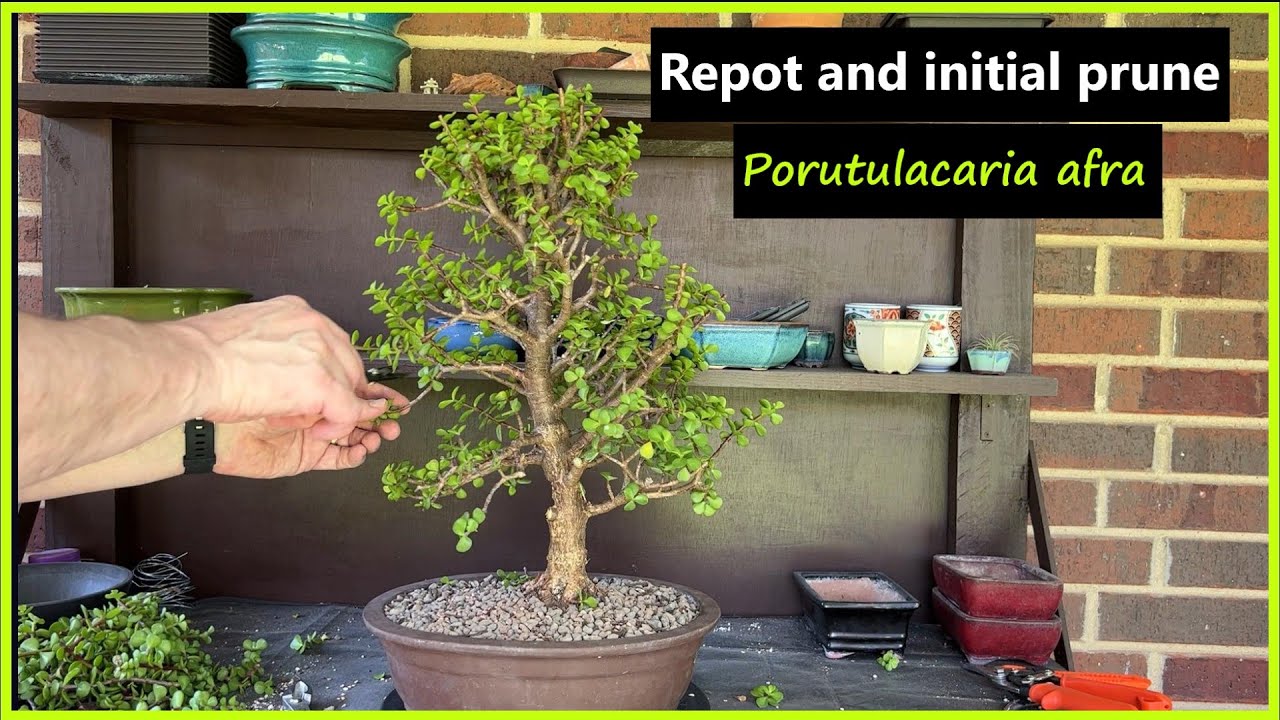 Repotting and initial pruning on a large portulacaria afra bonsai tree / #bonsai #dwarfjade