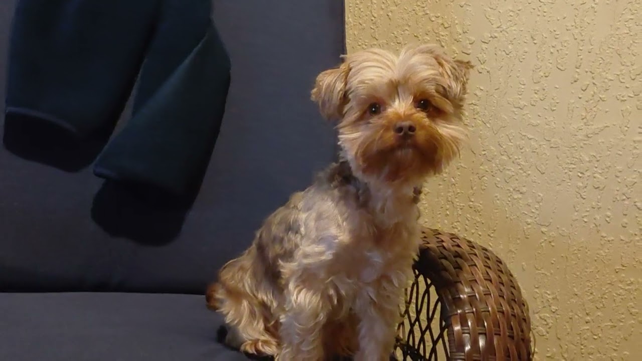 TUFFY AND MOANA TAKE DADDY'S CHAIR!  NAUGHTY LITTLE YORKIES #puppy #yorkies #PURELOVE