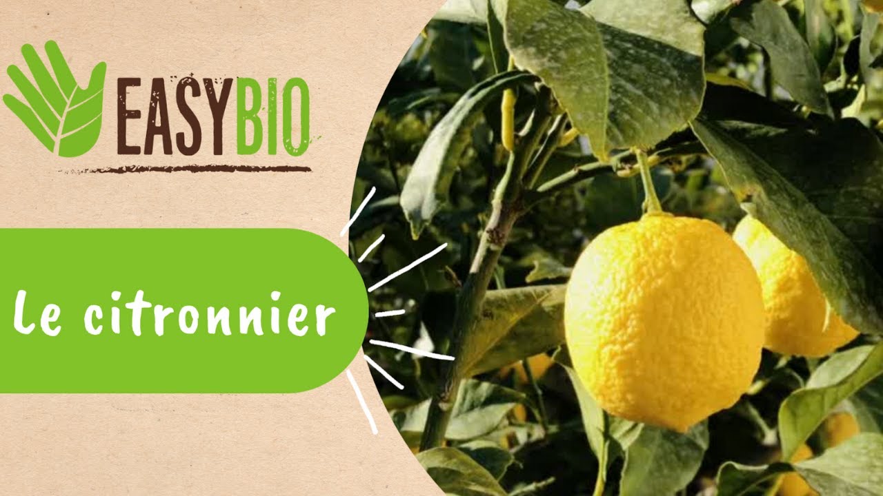 Les feuilles de mon citronnier jaunissent, que faire ?