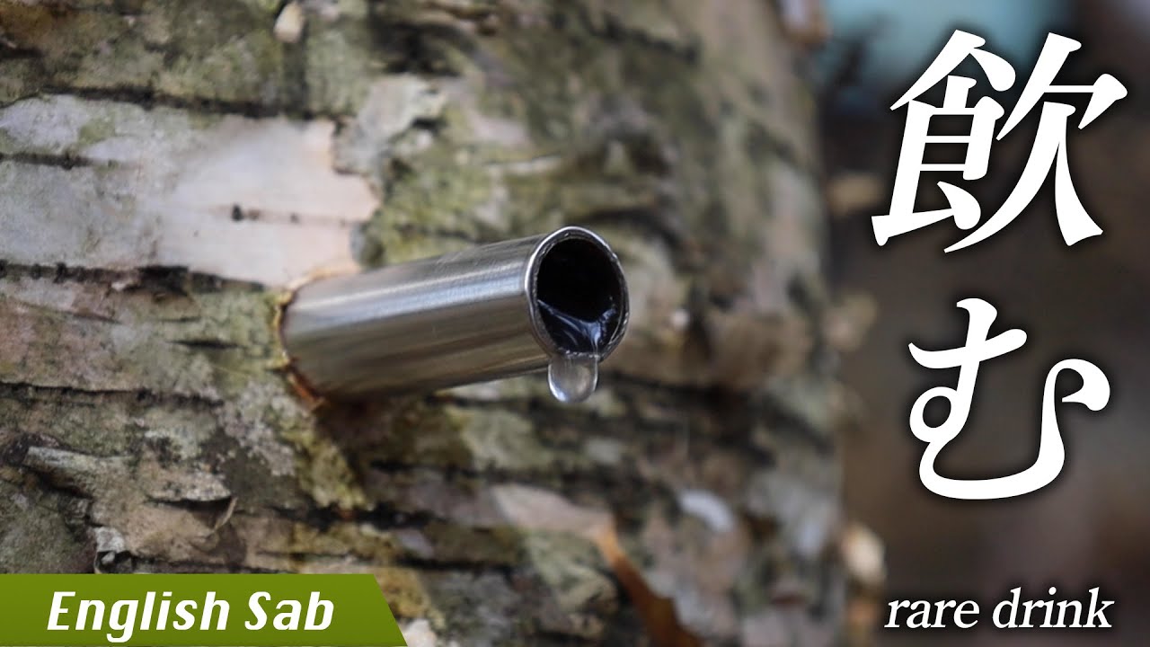 【奇食】1年で数日しか飲めない神秘の水「白樺の樹液」を飲む/Drink birch sap in Japan