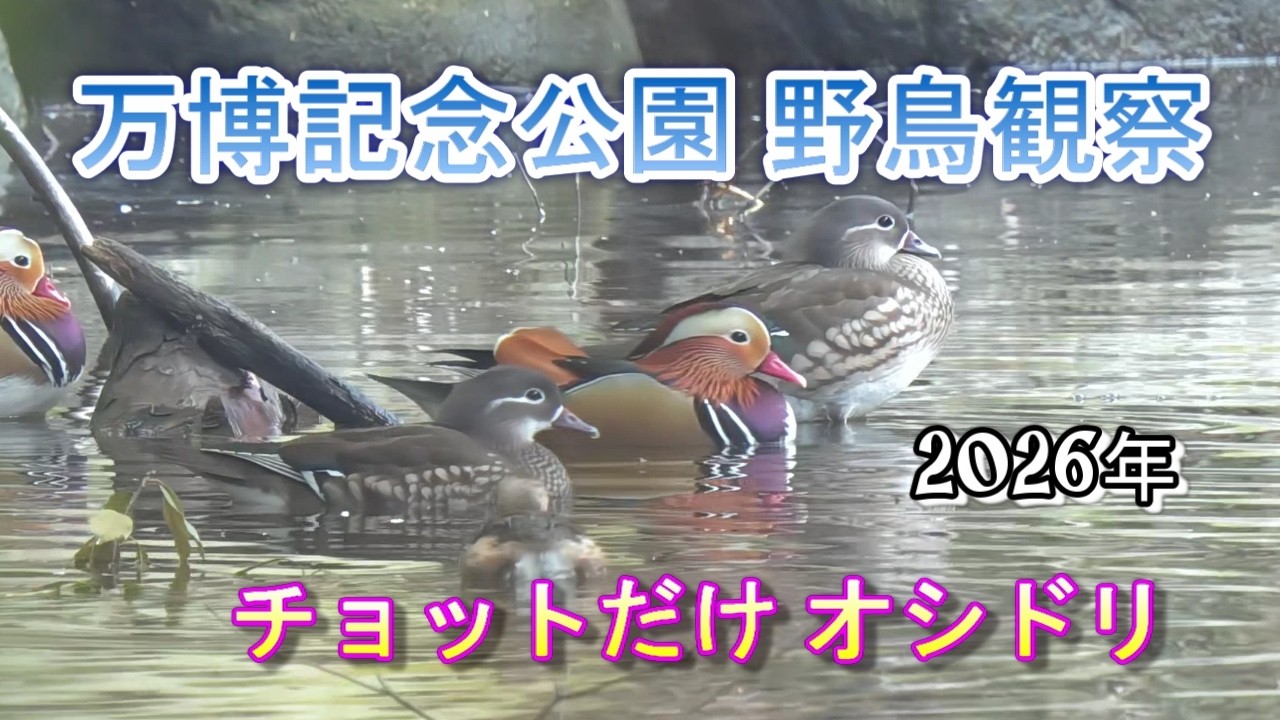 2026/3/7 万博記念公園 野鳥観察【チョットだけオシドリ】