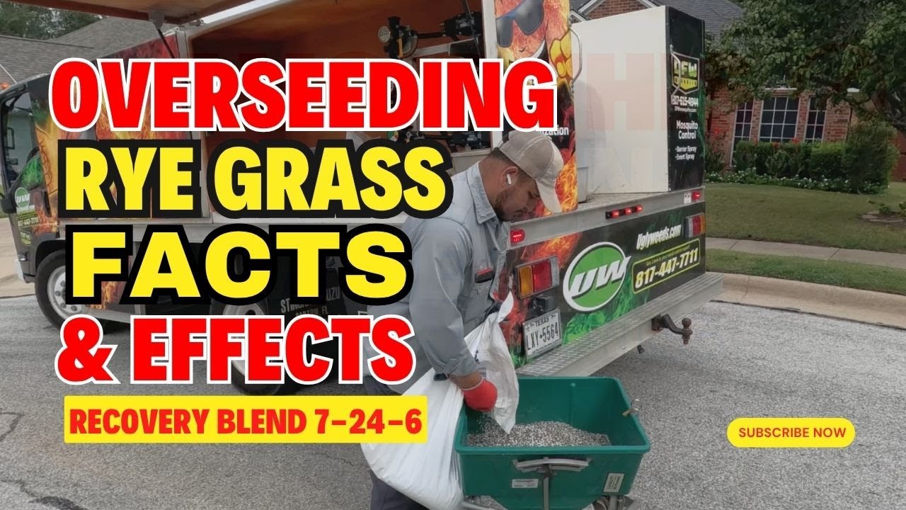 What to Apply to Newly Seeded Winter Rye Grass in North Texas | Gro Lawn Recovery Blend