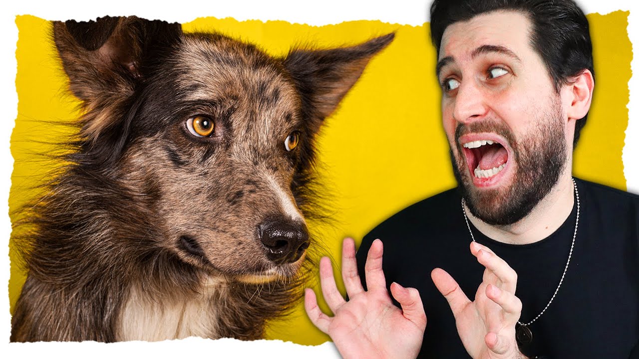 Ezek a LEGVESZÉLYESEBB kutyák a világon! 🐶 @DogCastTV