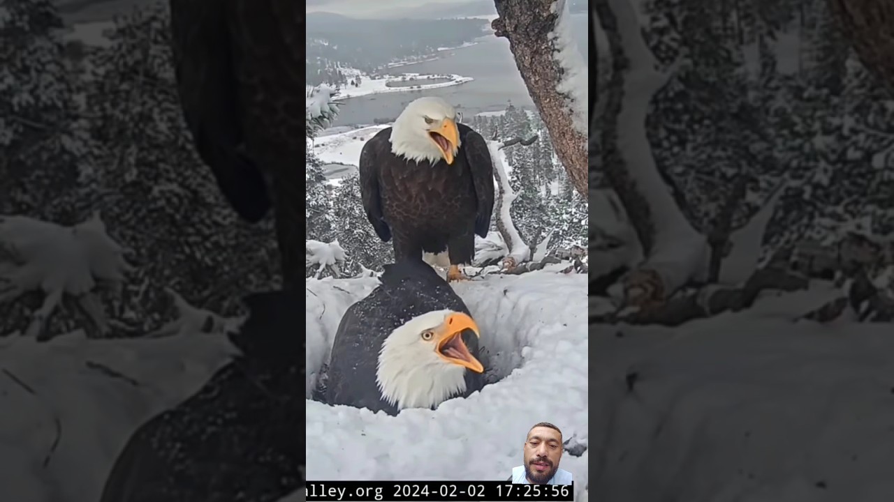Eagle nest protect #eagles #birds #baldeagle #wildlife #nature #eagleattack