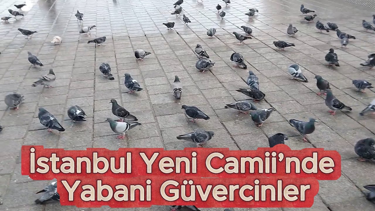 İstanbul Yeni Camii’nde Yabani Güvercinler #YabaniGüvercin #Güvercinler