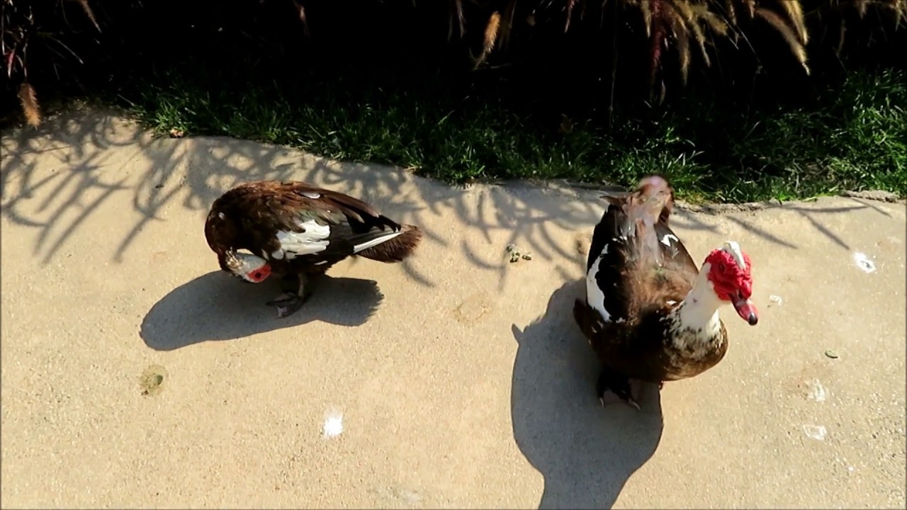 Domestic Muscovy Ducks Mating (California)