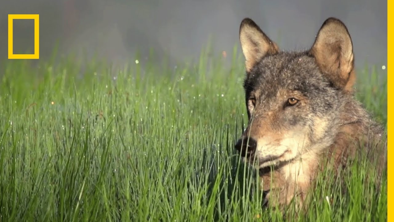 La strat&eacute;gie de chasse des loups