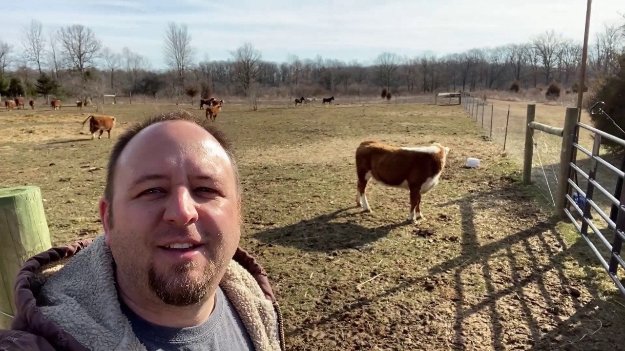 Hauling Mini Cows and adding some new Mini Hereford's to Kirchberg Mini Farms