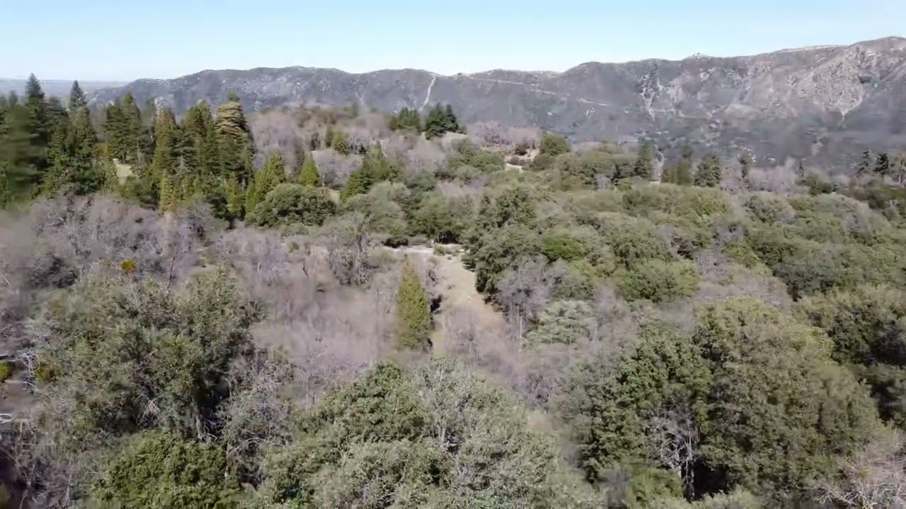 Fern Glen 2