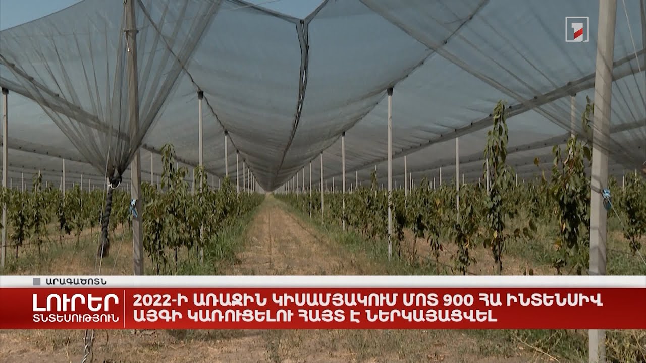 2022-ի առաջին կիսամյակում մոտ 900 հա ինտենսիվ այգի կառուցելու հայտ է ներկայացվել