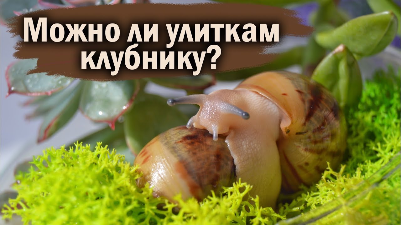 РАСПАКОВКА ПОСЫЛКИ С УЛИТКАМИ И НЕ ТОЛЬКО