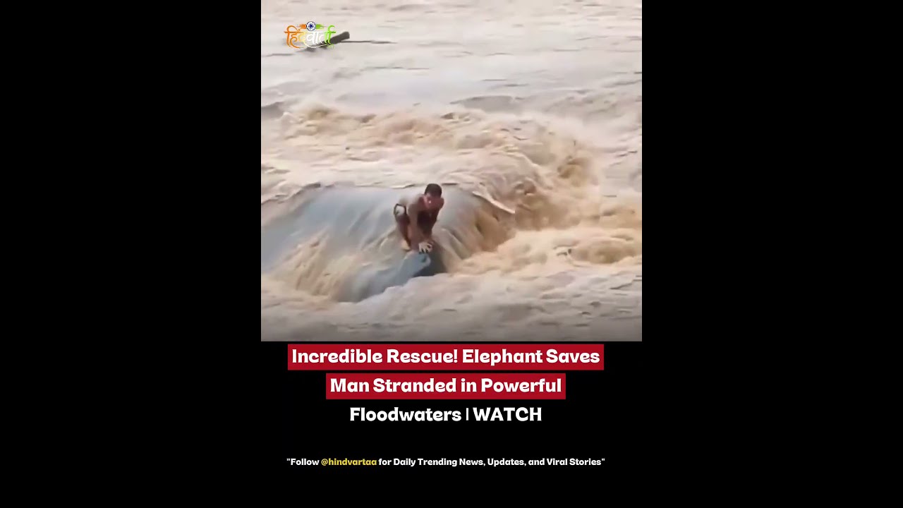 Incredible Rescue! Elephant Saves Man Stranded in Powerful Floodwaters | #shorts #animals #love #fyp