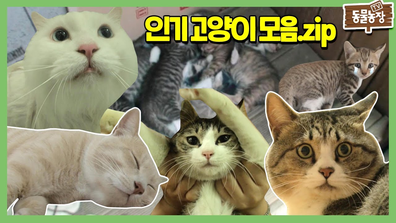 동물농장 ★인기 짱 고양이★ 고양이 최고야 고양이 사랑해 I TV동물농장 (Animal Farm) | SBS Story