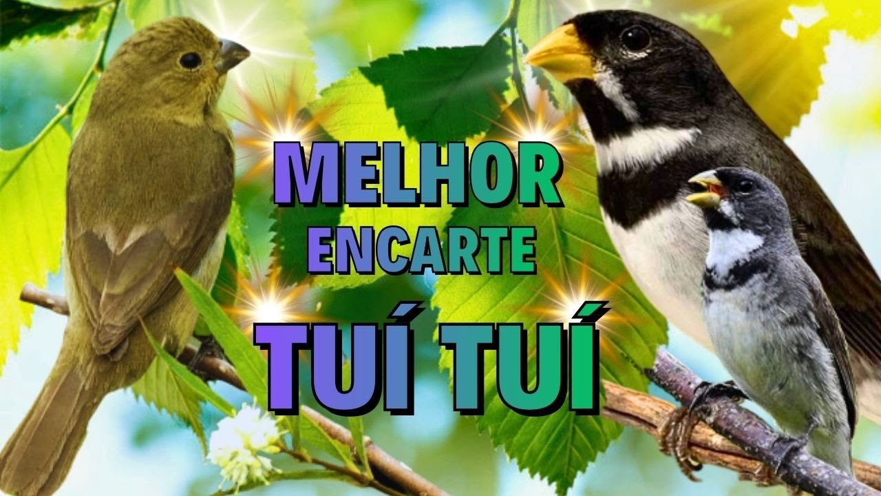 🔴MELHOR CANTO DE COLEIRO TUI TUI PARA ENCARTE 🔴🔴ÁUDIO COM FÊMEA - TURBINE SEU PARDO🔴