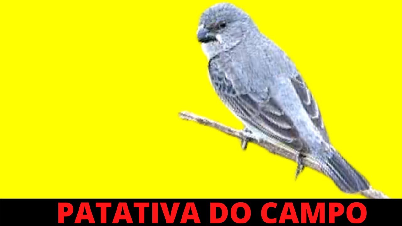 PATATIVA DO CAMPO CANTANDO MUITO LINDO NA NATUREZA  -  CANTO PATATIVA DO CAMPO VERDADEIRO