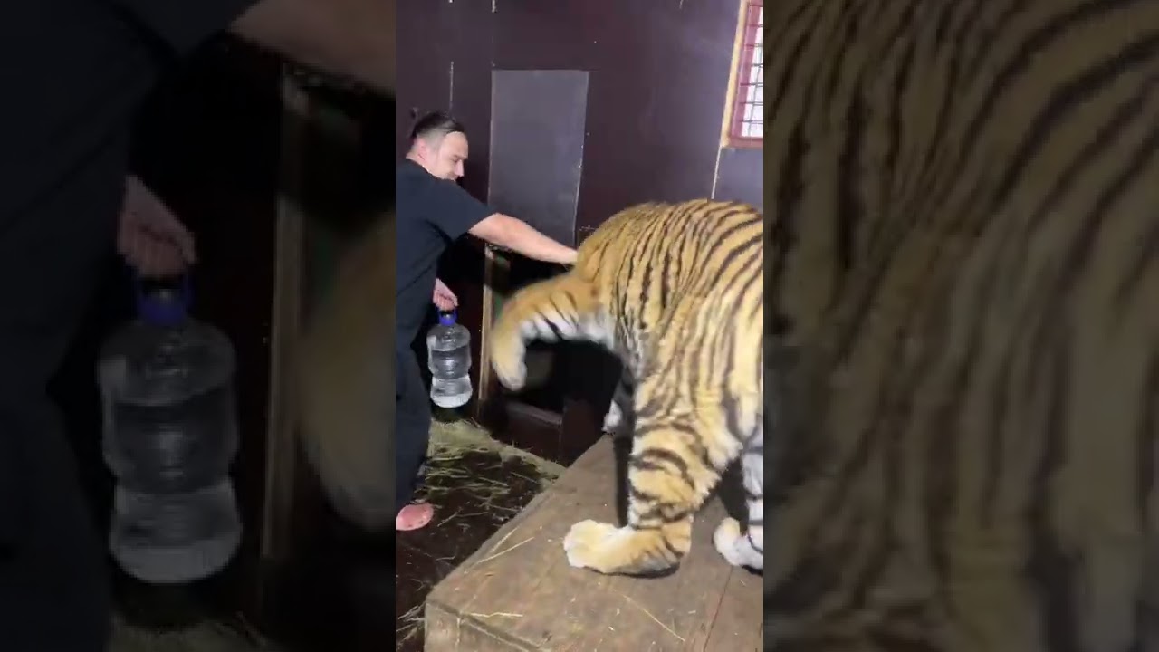 Налить тиграм воды это опасно!