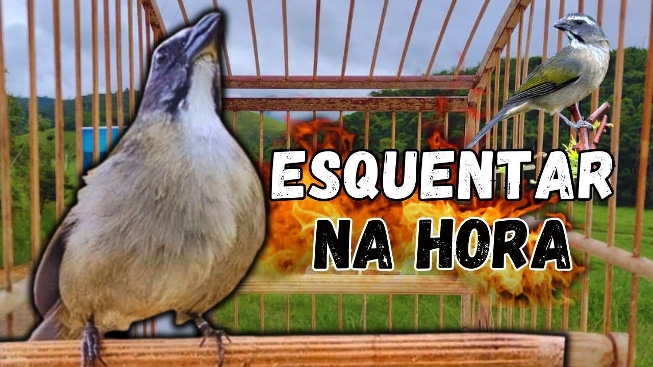 ESQUENTAR TRINCA FERRO FRIO TRINCA FERRO NO MATO FAZ CANTAR SEU TRINCA FERRO MELHOR ESQUENTAR TRINCA