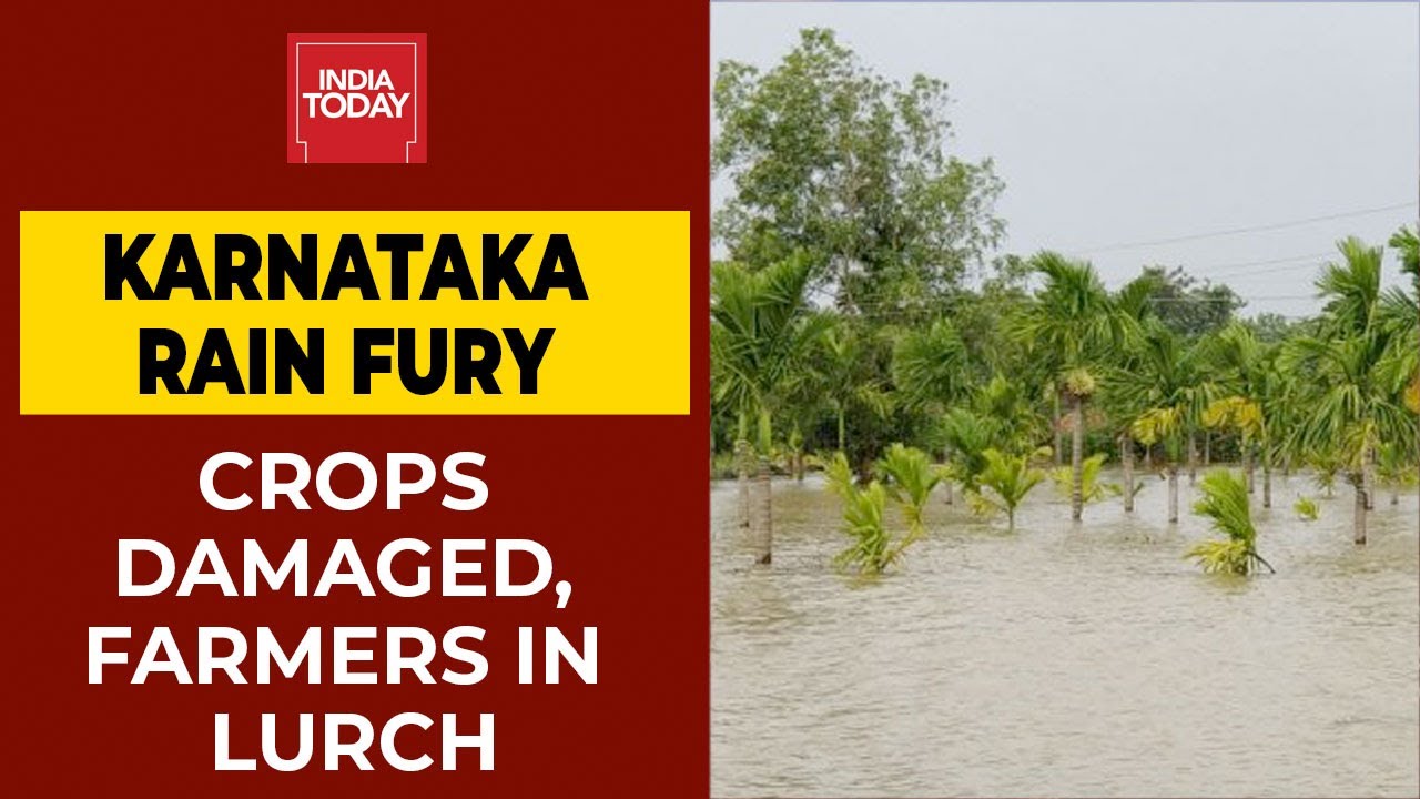 Monsoon Mayhem: Crops Damages, Farmers In Lurch As Heavy Rains Lash Karnataka's Belagavi