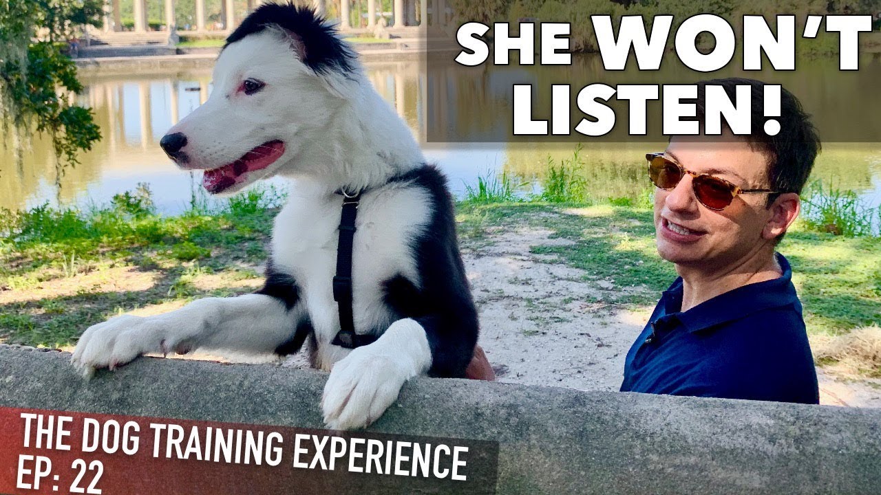 My Own Puppy Won't Listen To Me!