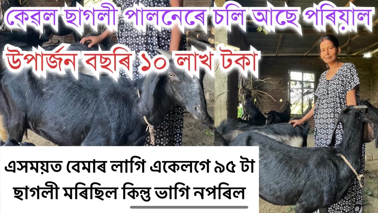 এগৰাকী মহিলাই ছাগলী পুহিয়েই চলাইছে পৰিয়ালটো ॥SAGOLI FARM II UPARJAN॥SUCCESSFUL GOAT FARM ASSAM II