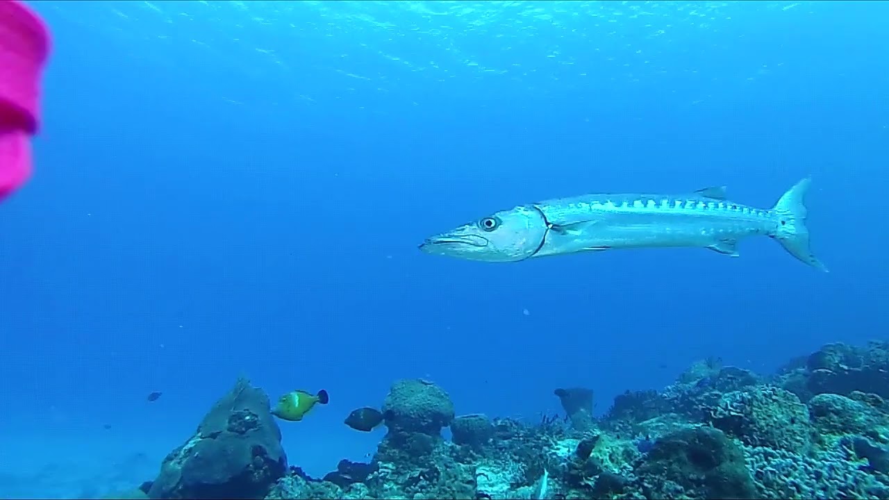 2018 February Cozumel Diving Full