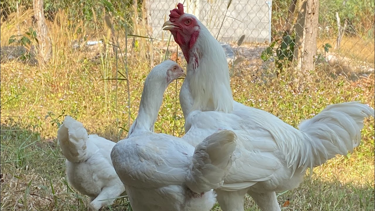 มาชมพ่อแม่พันธุ์ไก่ยักษ์บราซิลสวยๆ #ไก่ยักษ์บราซิล #haveitoldyoulatelythatiloveyou #chicken 