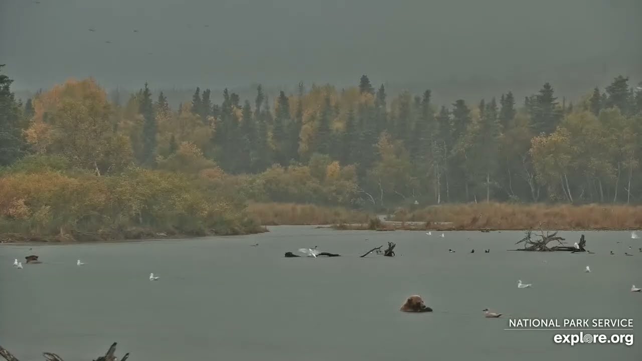Scenic rainy dusk with bears and ducks. Brooks River, Katmai, Alaska. 20 Sep 2025 (explore.org)