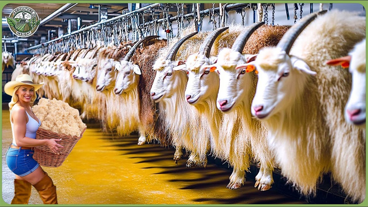 How Millions of Goats Are Processed For Milk, Cheese & Wool - Massive Goat Farming