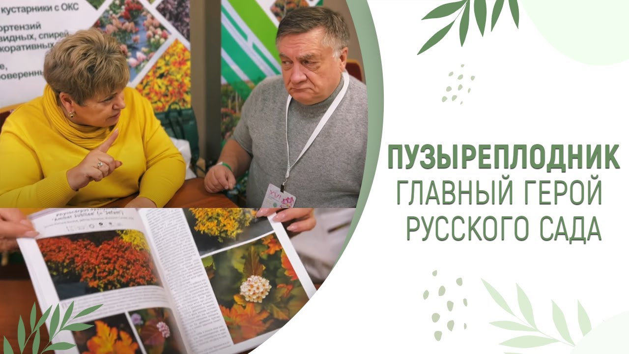 ПУЗЫРЕПЛОДНИК - ГЛАВНЫЙ ГЕРОЙ РУССКОГО САДА