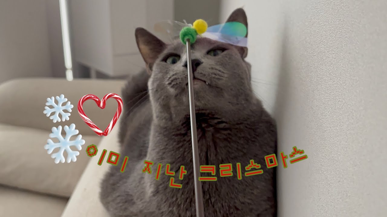 Hi! harry | 뚱냥이와 집사들의 이미 지난 크리스마스기록🎄