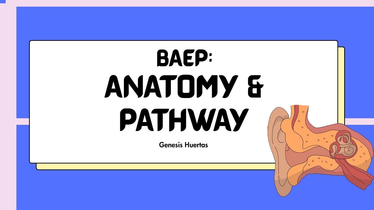 BAEP Anatomy and Pathways