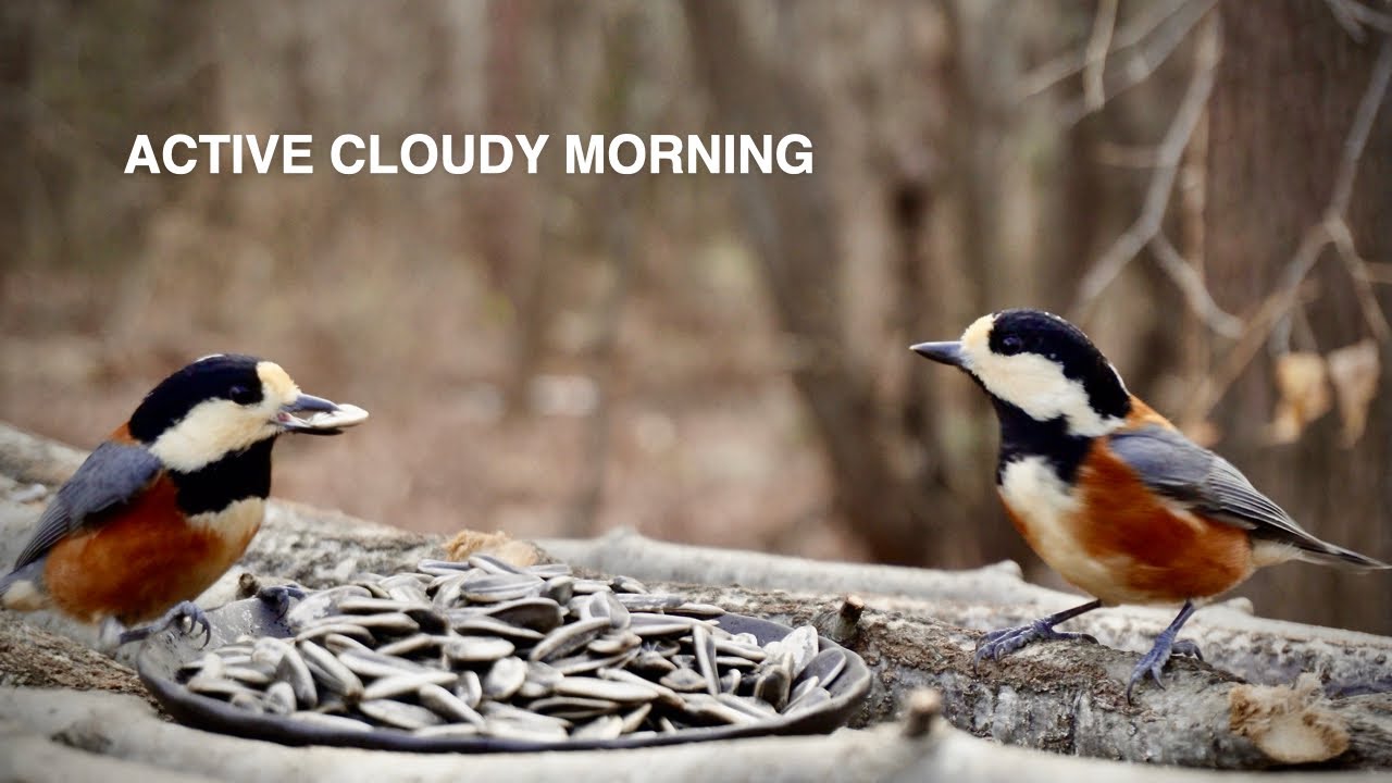 Cold Cloudy Morning at the Bird Feeder | Started at 8 AM, -1.5°C / 29.3°F