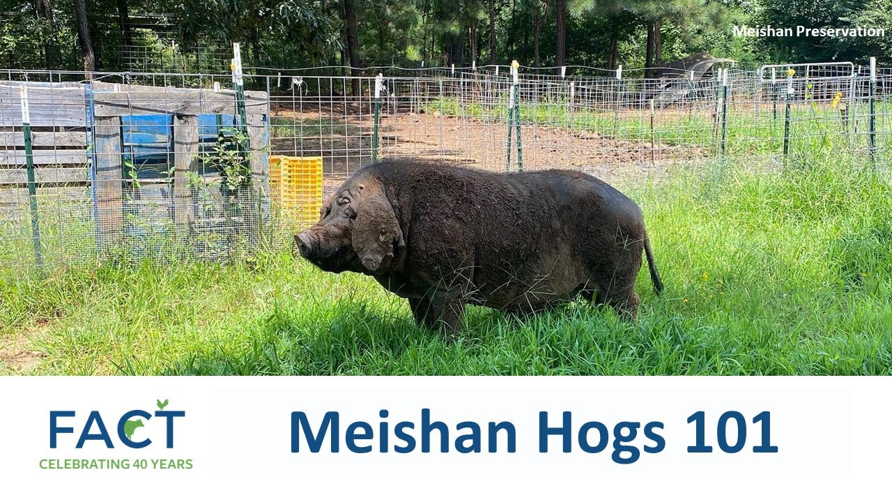 Meishan Hogs 101