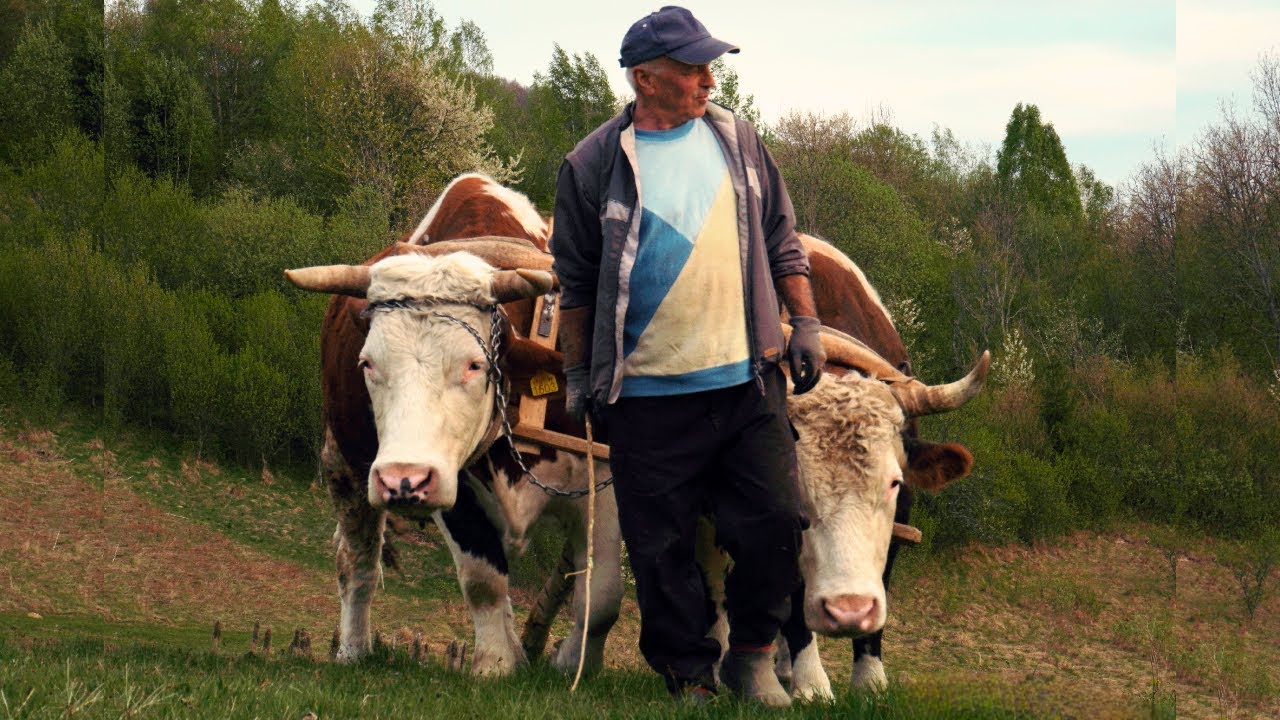 Last Stand of a Family in the Mountains. Life Struggles in Rural Transylvania