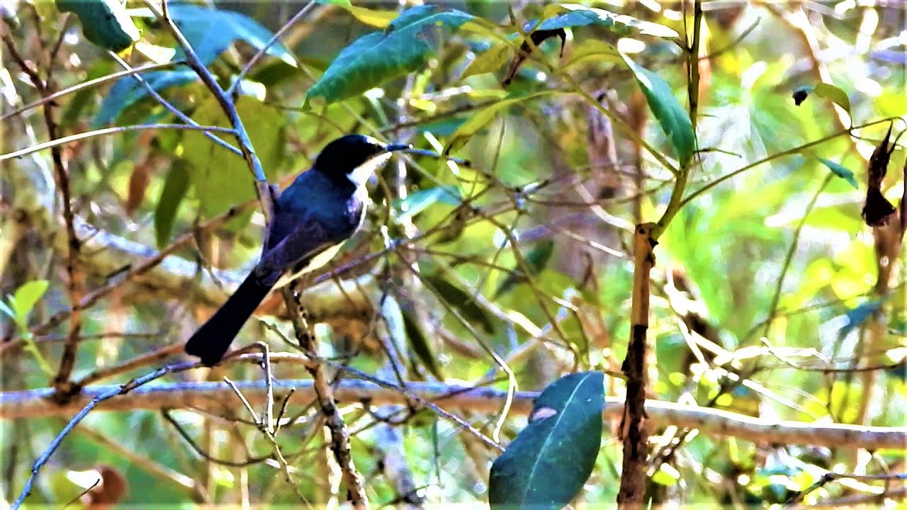 Restless Flycatcher vs Paperbark Fly Catchers Call, The Birds That Sound Like A Frog