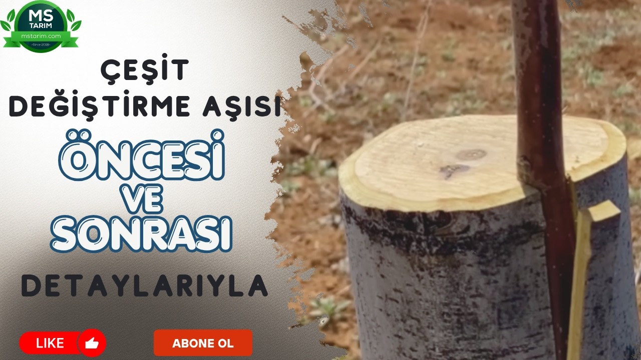 Cevizde Çeşit Değiştirme Aşısı öncesi sonrası ayrıntısıyla
