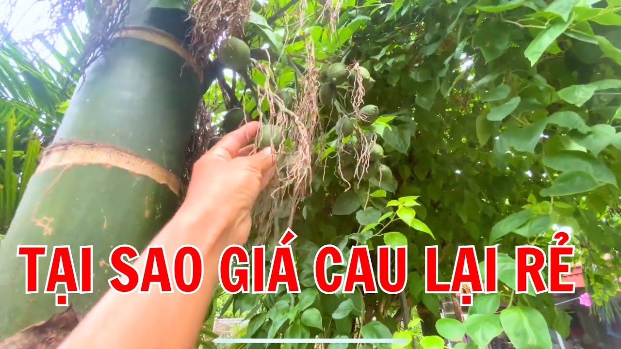 GIẢI TH&Iacute;CH GI&Aacute; CAU HIỆN TẠI RẺ L&Agrave; DO Đ&Acirc;U | DN90 TV.
