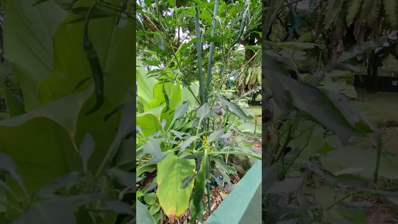 Healthy and Fresh Chilli 
