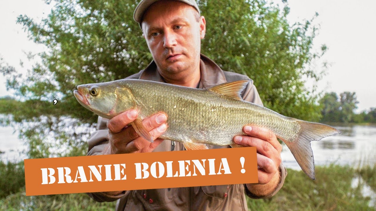 BRANIE BOLENIA na SPINNING ! ŁOWIENIE BOLENI na PRZYBORZE WODY | WĘDKARSTWO 2020 | ASPIUS FISHING