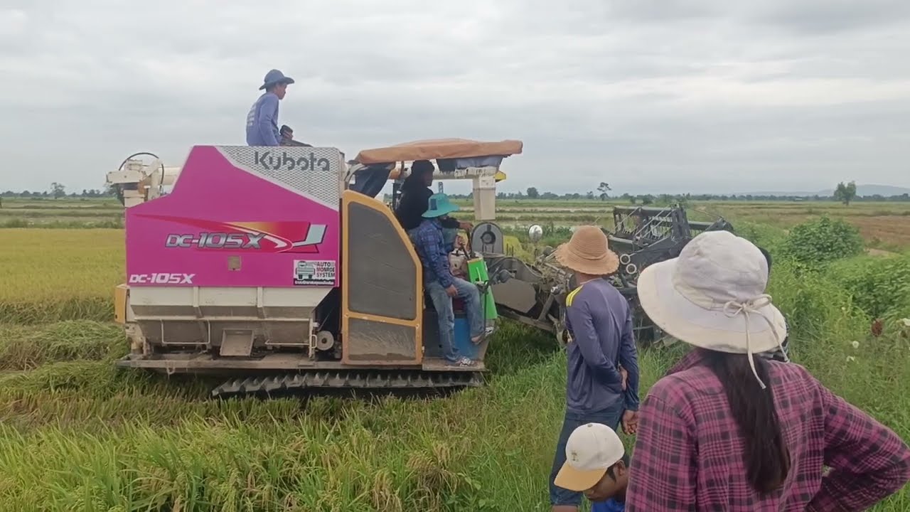 Modern Rice Harvesting with Kubota Combine Harvester | Village Farming Life