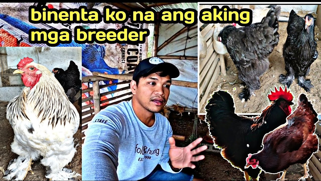 BINENTA KO NA ANG MGA BREEDER KO/BRAHMA CHICKEN/FREE RANGE CHICKEN