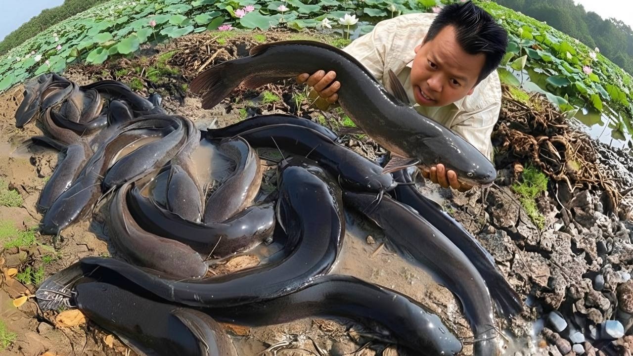 A man so funny find and collect the fish near the pumping water a lot of Fishes in the rice Field