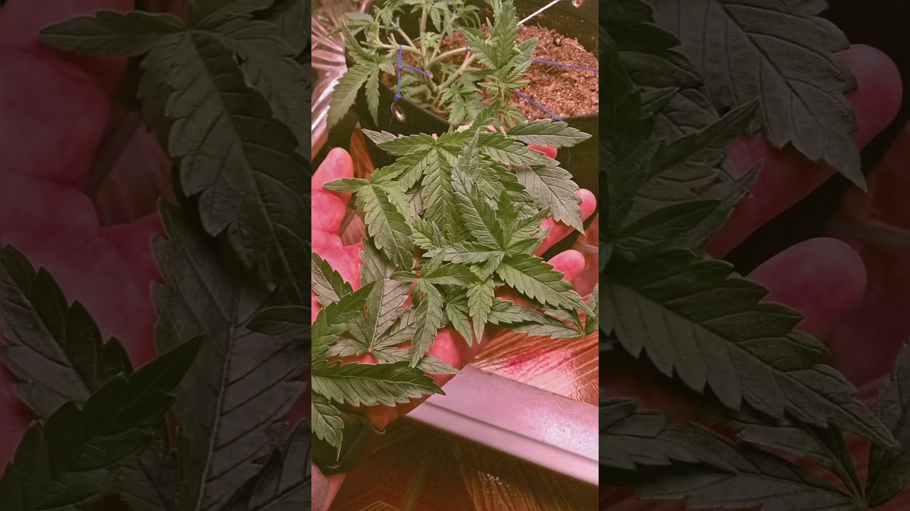 poda top ,desfolha e amarras 🪴 HST ,LST 🍁 #grow #vega #indoorplants #cannabiseducation #420 #weed