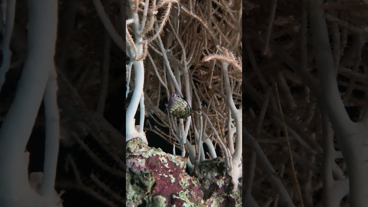 Trochus snail spawn! #reeftank #snail
